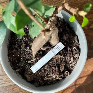 RÓEN Cake Mascara Black Noir